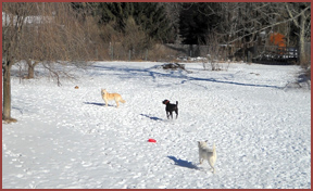 four dogs in snowy meadow: Frisbee, Aphrodite, Kobe, Essie