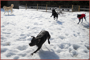 five dogs playing in snow: Aphrodite, Bubba, Valentine, Kobe, Boon