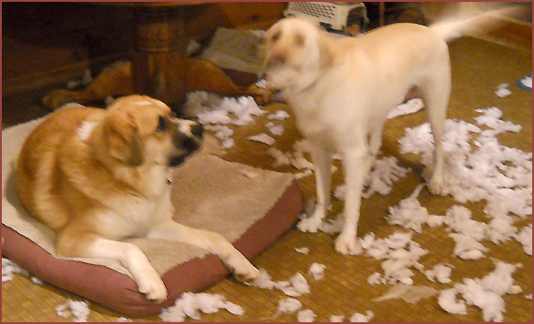 two dogs among shredded cushion stuffing: Nanuk, Sophie