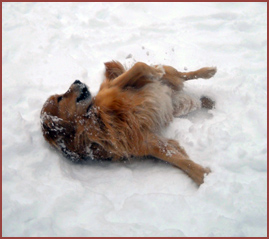 dog Winston rolling in snow