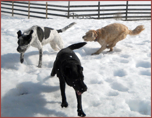 three dogs in snow: Valentine, Sweeny, Bubba