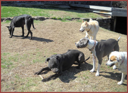 Kobe, Aphrodite, Luna, Essie, Boon, 5 dogs