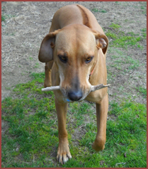 Wenzie, Ridgeback, carries a stick