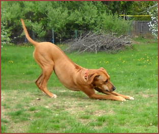 Wenzie, Rhodesian Ridgeback dog