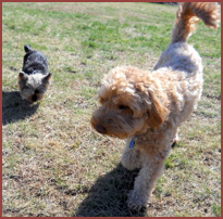 Sophie, Bailey, 2 dogs