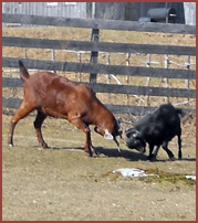 Gabriel, Billy, 2 goats