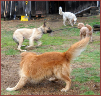 Teddy, Bailey, Winston, Beau, 4 dogs