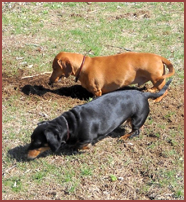 Jobe, Emme, 2 dachshunds