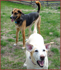 Hazel, Sophie, 2 dogs