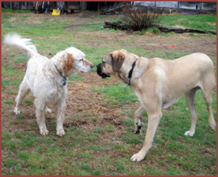 Teddy, Beau, 2 dogs