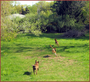 dogs at play