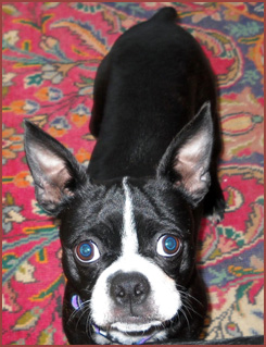 Chowda, Boston Terrier dog