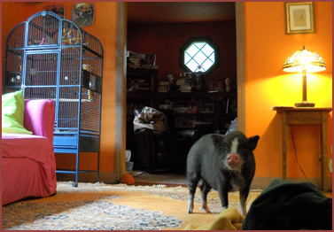 pig in living room