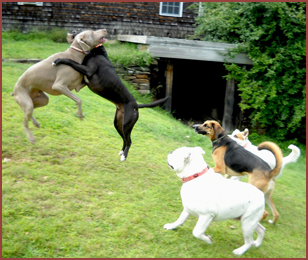 dogs leaping and playing