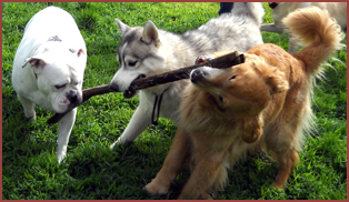 three dogs playing with stick