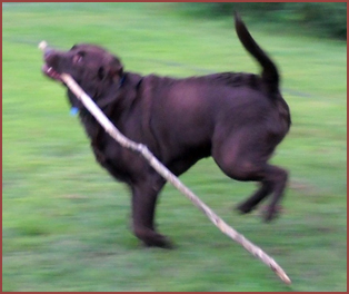 dog running with a stick