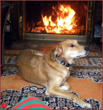 dog in front of fireplace