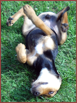 dog rolling on ground, legs in air