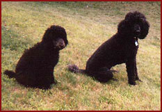 two black poodles