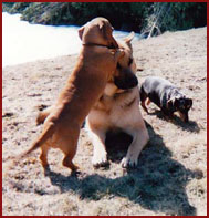 dachshund plays with larger dog