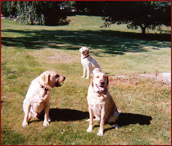 three golden labradors