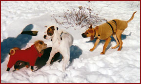three dogs playing in snow