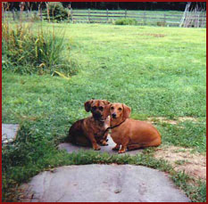 two dachshunds