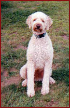white poodle