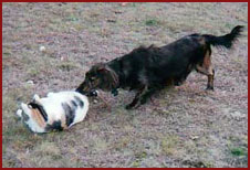 dachshund greets cat