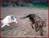 dachshund and cat depart