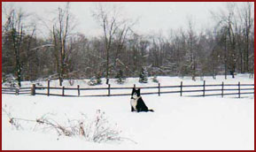 dog in winter landscape