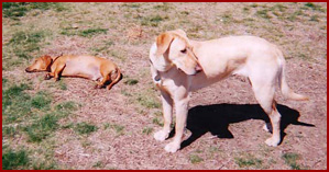 Gracie the lab mix ignores Joby, dachshund