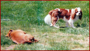 Preston the spaniel ignores Joby, dachshund