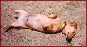 Joby, dachshund, enjoying the sun on his belly.