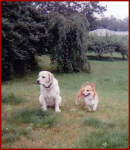 two dogs: Star and Caleb