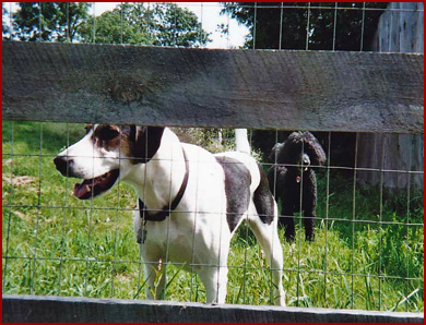 dog behind fence