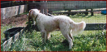 Teddy, dog, checking out the farm animals