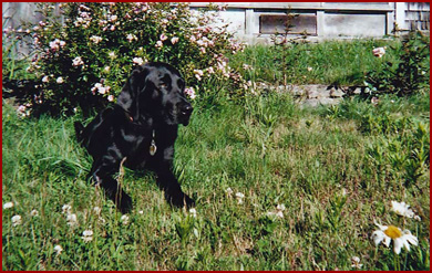 black Labrador dog in flowers