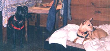 Milo and Jack, two dogs