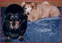 2 dogs: Cleo and Sasha