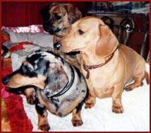 three dachshunds
