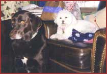 2 dogs: Fern and Nikki