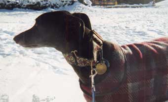 Charlie, American all breed dog