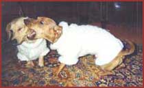 Dachshunds Trix and Phoebe