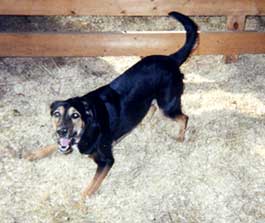 Akira (dog)