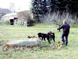 band on the run, 7 dogs