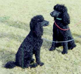 Cirque and Soleil (poodles)