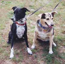 two dogs, refugees from hurricane Katrina, Charlie and Georgia