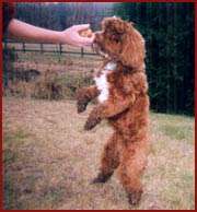 Chester - standing for a treat