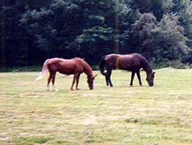 Calypso and Desi
